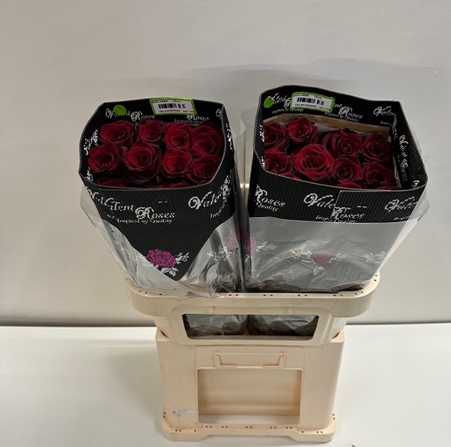 Rosa ec explorer VL.jpg